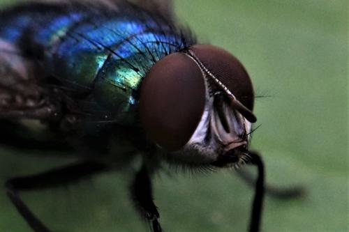 Lucilia sp.